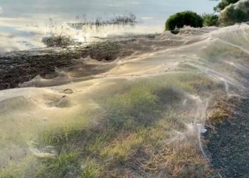 Një rajon në Australi mbulohet nga rrjetat e merimangave