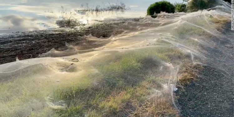 Një rajon në Australi mbulohet nga rrjetat e merimangave
