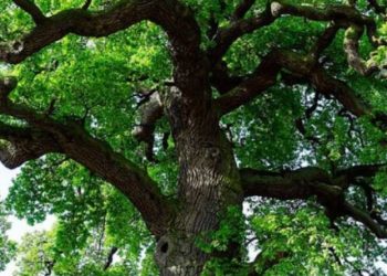 Ngjarje e rëndë, 17-vjeçarja bie nga pema dhe ndërron jetë në vend