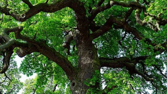 Ngjarje e rëndë, 17-vjeçarja bie nga pema dhe ndërron jetë në vend