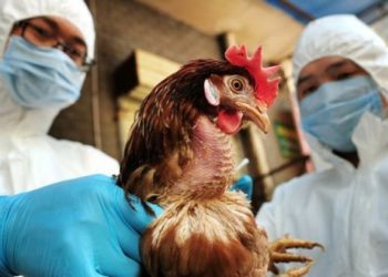 Gripi i shpendëve në Shqipëri, autoriteti i Veterinarisë: Nuk ka vend për panik, vatrat po i mbajmë nën kontroll