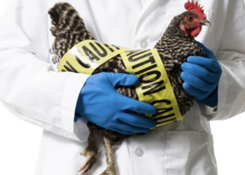 Virus i ri në Kinë? Infektohet një person me gripin e shpendëve H10N3