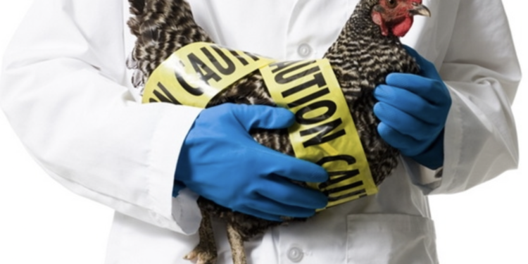 Virus i ri në Kinë? Infektohet një person me gripin e shpendëve H10N3
