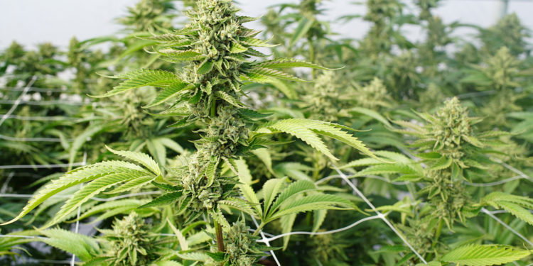 Një tjetër vend dekriminalizon përdorimin e marijuanës