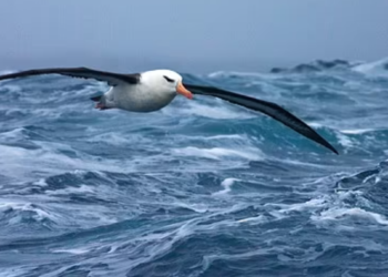 Toka ‘zyrtarisht’ ka pesë oqeane! National Geographic më në fund njeh Oqeanin Jugor të Antarktidës