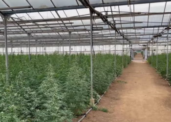 Punonin edhe shqiptarë, shihni fermën me 28 mijë rrënjë kanabisi në Greqi (VIDEO)