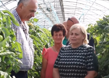 Video e postuar me serën e mbjellë me kanabis, Ministria e Bujqësisë sqaron ngjarjen: Procedurë e ndjekur ndër vite, bëhet me kërkesë të Prokurorisë dhe Policisë së Shtetit (VIDEO)