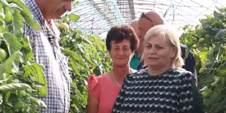 Video e postuar me serën e mbjellë me kanabis, Ministria e Bujqësisë sqaron ngjarjen: Procedurë e ndjekur ndër vite, bëhet me kërkesë të Prokurorisë dhe Policisë së Shtetit (VIDEO)