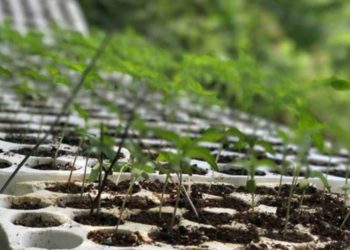 E gjithë familja mbillte kanabis në oborrin e banesës, arrestohen nënë e bir, në kërkim babai