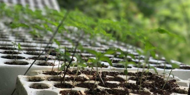 E gjithë familja mbillte kanabis në oborrin e banesës, arrestohen nënë e bir, në kërkim babai