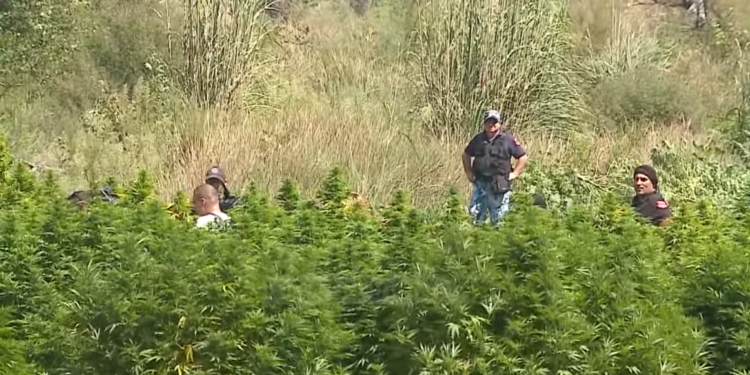 Operacioni “Shpirti”, zbulohet kush është Daja dhe Liloshi i Lazaratit (VIDEO)