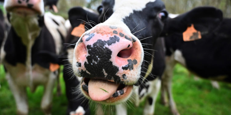 Qumësht pa laktozë nga lopët e klonuara, zhvillohet projekti i shkencëtarëve rusë