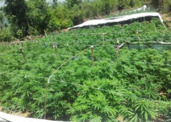 E tërë familja mbillte kanabis në oborrin e shtëpisë, arrestohen nënë e bir, në kërkim babai