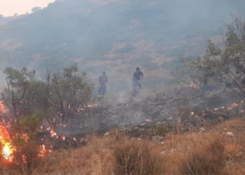 I vuri flakën ullishtes, policia kap piromanin e Ksamilit