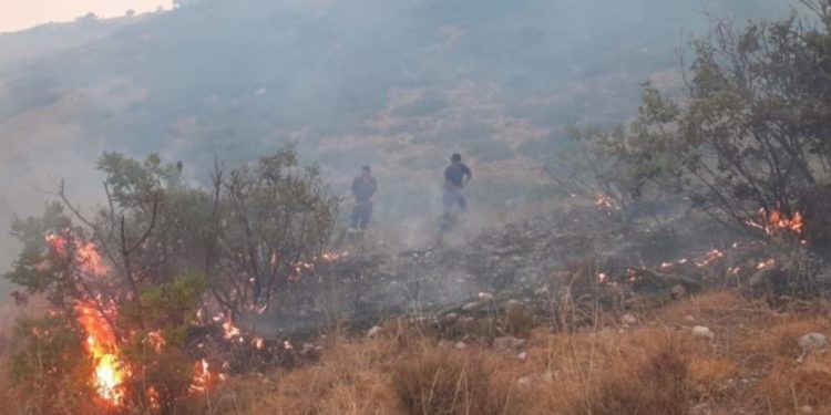 I vuri flakën ullishtes, policia kap piromanin e Ksamilit