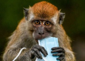 E mori virusin nga majmuni, shënohet viktima e parë në Kinë nga Herpes B