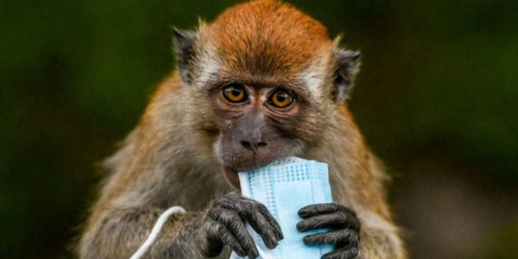 E mori virusin nga majmuni, shënohet viktima e parë në Kinë nga Herpes B