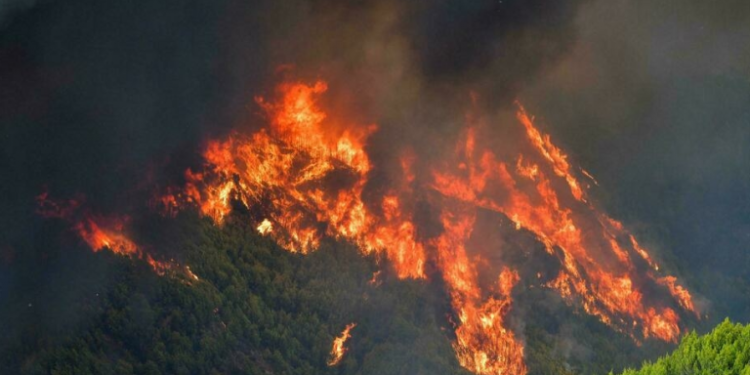 Bilanci i zjarreve në Greqi, rreth 900 mijë hektarë tokë të shkrumbuara