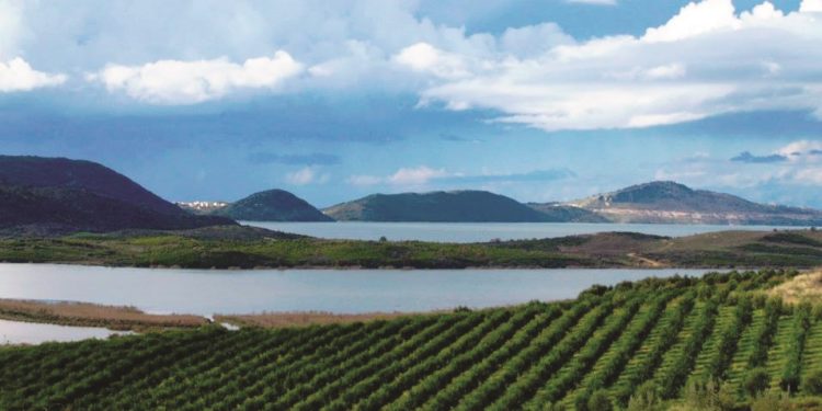 Kultivim kanabisi në Konispol, dy të arrestuar nga policia e Sarandës