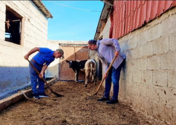Dritan Leli kap lopatën dhe pastron plehun e lopëve: I premtova Spiros se do të kthehesha për kafe