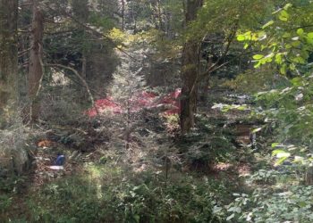 Tragjedia në SHBA/ Bie avioni, vdesin të gjithë pasagjerët në bord