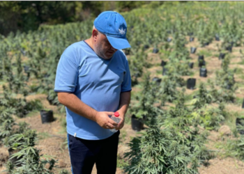 Artan Hoxha në parcelat me kanabis: Farë e re, e modifikuar në Spanjë, piqet brenda 60 ditëve