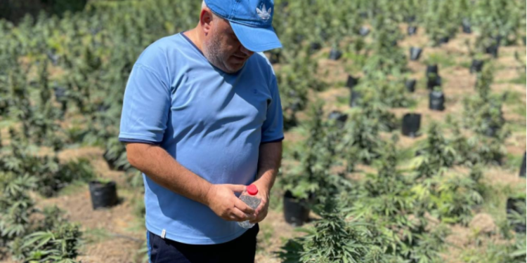 Artan Hoxha në parcelat me kanabis: Farë e re, e modifikuar në Spanjë, piqet brenda 60 ditëve