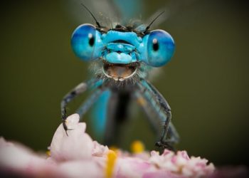 Prova fotografike se kafshët e egra nuk janë dhe aq të frikshme