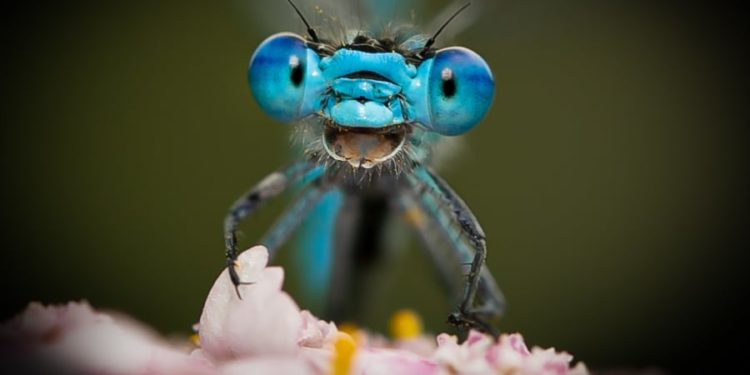 Prova fotografike se kafshët e egra nuk janë dhe aq të frikshme