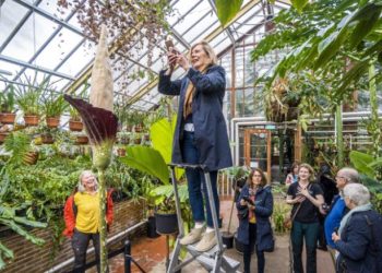 Lulëzon për herë të parë pas dy dekadash “bima e penisit” (FOTO)