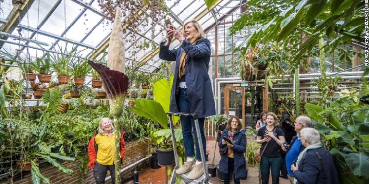Lulëzon për herë të parë pas dy dekadash “bima e penisit” (FOTO)