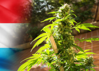 Luksemburgu legalizon rritjen dhe përdorimin e kanabisit në shtëpi