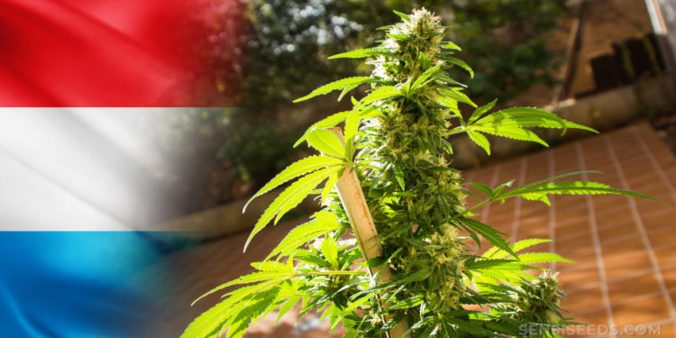 Luksemburgu legalizon rritjen dhe përdorimin e kanabisit në shtëpi