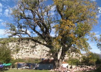 Arra shekullore rrezikon banesën në Progonat të Tepelenës: Kur fillon të fryjë unë shkoj dhe fle në hangar te lopa, se kam frikë…