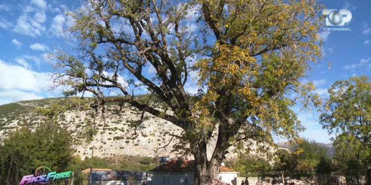 Arra shekullore rrezikon banesën në Progonat të Tepelenës: Kur fillon të fryjë unë shkoj dhe fle në hangar te lopa, se kam frikë…