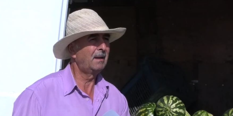 Fermerit në Gjirokastër i kalbet prodhimi në fushë, dëm 13 milionë lekë (VIDEO)