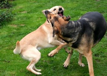 Çmenduri në Vlorë, fillimisht u përleshen qentë, pastaj plas sherri mes të zotëve të tyre