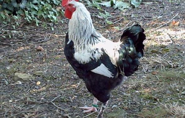 E pazakontë në Fier/ I moshuari procedohet penalisht sepse vrau me çifte pulën e komshiut