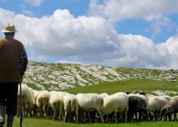 Ministrja e Bujqësisë prezanton projektin e ri: Do hapim Akademinë e Çobenjve, barinjtë do t’i bëjmë profesionistë