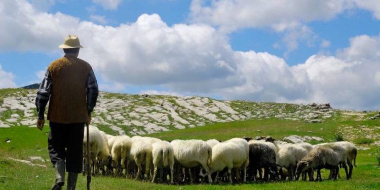 Ministrja e Bujqësisë prezanton projektin e ri: Do hapim Akademinë e Çobenjve, barinjtë do t’i bëjmë profesionistë