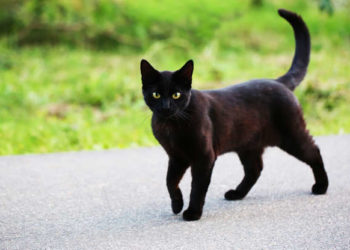 Dita e “maces së zezë”, kuriozitet dhe supersticione për t’u rrëzuar