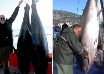 Rama pozon i buzëqeshur me peshqit e mëdhenj në Sarandë: Alamet çunash