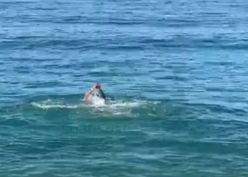 Dita e parë e vitit 2022, në Vlorë bëhet plazh: Të bën mirë për shëndetin (VIDEO)