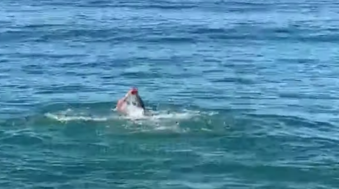 Dita e parë e vitit 2022, në Vlorë bëhet plazh: Të bën mirë për shëndetin (VIDEO)