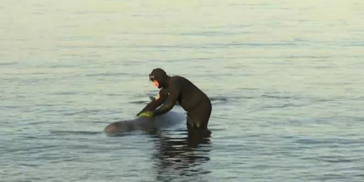E pazakontë në Greqi, balena del dy herë në breg të detit, habiten banorët (VIDEO)