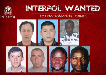 Kaluan kufirin në Greqi për të prerë dru, si përfunduan dy blegtorë shqiptarë në listën e më të kërkuarve të Interpolit