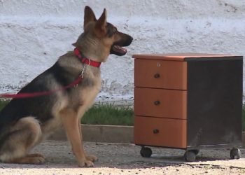 ‘Lisa’ 20 mijë lekë, ‘Riku’ 8 mijë lekë, Policia nxjerr në shitje qentë