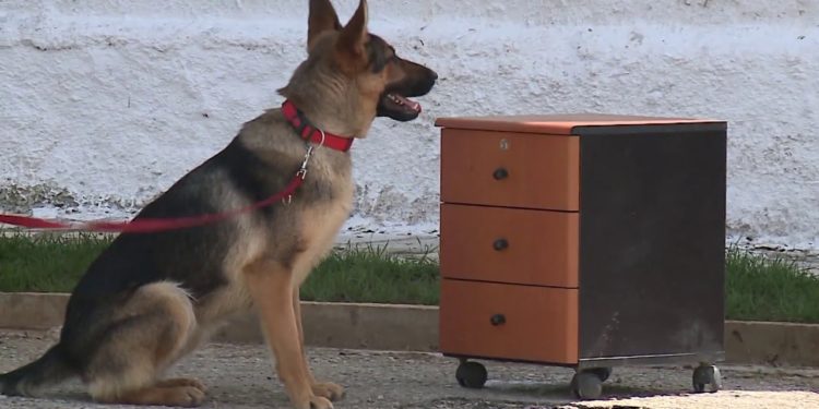 ‘Lisa’ 20 mijë lekë, ‘Riku’ 8 mijë lekë, Policia nxjerr në shitje qentë