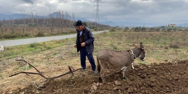 Euronews: Nafta shumë e shtrenjtë, toka në Shqipëri punohet si në mesjetë (VIDEO)