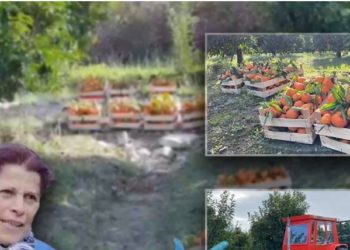 Historia/ Agimi dhe Violeta lenë Lushnjën dhe punësohen në Xarrë: Çifti vjel mandarina për 2 000 lekë në ditë